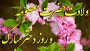 میلاد فرخنده حضرت معصومه (س) و گرامیداشت روز دختر مبارک